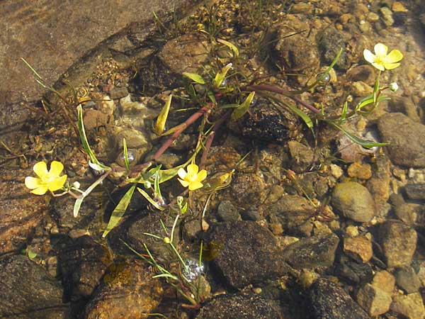 Ranunculus flammula \ Brennender Hahnenfu / Lesser Spearwort, IRL County Galway, Lough Corrib 17.6.2012