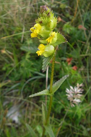 Rhinanthus minor \ Kleiner Klappertopf / Yellow-Rattle, IRL Burren, Fanore 15.6.2012
