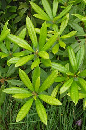 Rhododendron ponticum \ Pontischer Rhododendron / Pontic Rhododendron, IRL County Kerry, Glenbeigh 16.6.2012