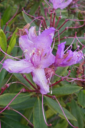 Rhododendron ponticum \ Pontischer Rhododendron / Pontic Rhododendron, IRL County Kerry, Glenbeigh 16.6.2012