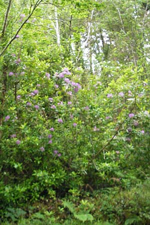 Rhododendron ponticum \ Pontischer Rhododendron / Pontic Rhododendron, IRL County Kerry, Glenbeigh 16.6.2012