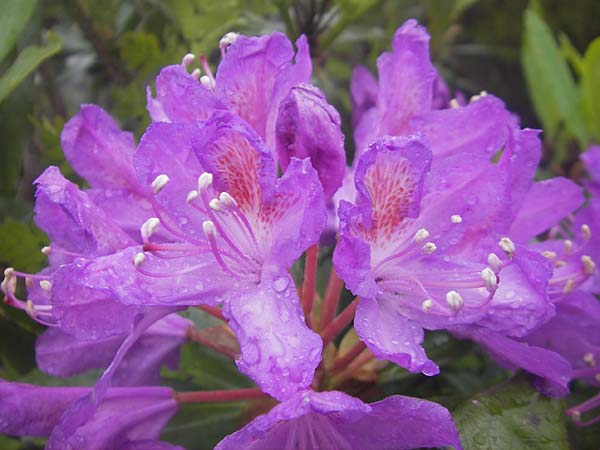 Rhododendron ponticum \ Pontischer Rhododendron / Pontic Rhododendron, IRL County Donegal, Letterkenny 18.6.2012