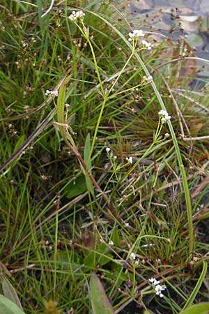 Galium uliginosum \ Moor-Labkraut / Fen Bedstraw, IRL Connemara, Recess 17.6.2012