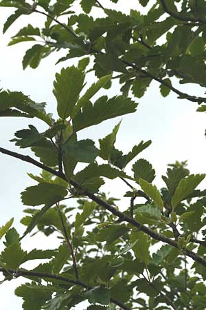 Sorbus anglica \ Englische Mehlbeere / English Whitebeam, IRL County Kerry, Killarney 16.6.2012