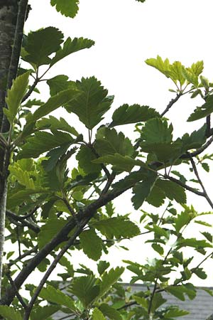 Sorbus anglica \ Englische Mehlbeere / English Whitebeam, IRL County Kerry, Killarney 16.6.2012