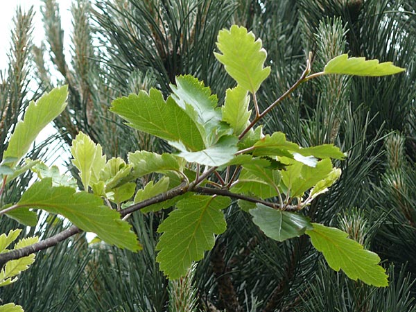Sorbus anglica \ Englische Mehlbeere / English Whitebeam, IRL County Kerry, Killarney 16.6.2012