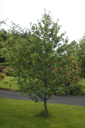 Sorbus anglica ? \ Englische Mehlbeere / English Whitebeam, IRL County Kerry, Killarney 16.6.2012