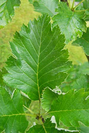 Sorbus anglica ? \ Englische Mehlbeere / English Whitebeam, IRL County Kerry, Killarney 16.6.2012