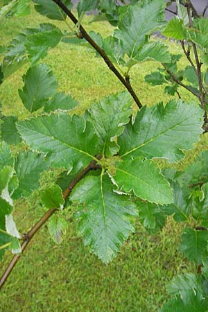 Sorbus anglica ? \ Englische Mehlbeere / English Whitebeam, IRL County Kerry, Killarney 16.6.2012