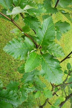 Sorbus anglica ? \ Englische Mehlbeere / English Whitebeam, IRL County Kerry, Killarney 16.6.2012