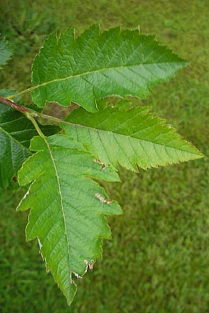 Sorbus anglica ? \ Englische Mehlbeere / English Whitebeam, IRL County Kerry, Killarney 16.6.2012