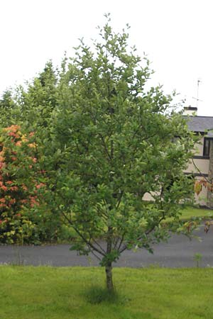 Sorbus anglica ? \ Englische Mehlbeere / English Whitebeam, IRL County Kerry, Killarney 16.6.2012