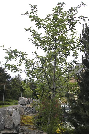 Sorbus anglica \ Englische Mehlbeere / English Whitebeam, IRL County Kerry, Killarney 16.6.2012