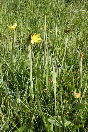 Sisyrinchium californicum \ Kalifornische Binsenlilie / Californian Golden-Eyed Grass, IRL County Galway, Lough Corrib 17.6.2012