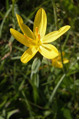 Sisyrinchium californicum \ Kalifornische Binsenlilie / Californian Golden-Eyed Grass, IRL County Galway, Lough Corrib 17.6.2012