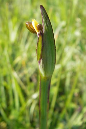 Sisyrinchium californicum \ Kalifornische Binsenlilie / Californian Golden-Eyed Grass, IRL County Galway, Lough Corrib 17.6.2012