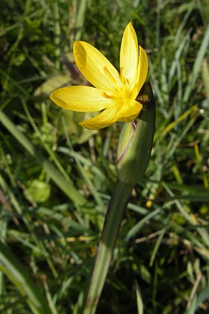Sisyrinchium californicum \ Kalifornische Binsenlilie / Californian Golden-Eyed Grass, IRL County Galway, Lough Corrib 17.6.2012