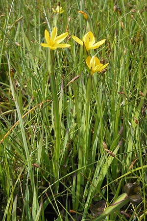 Sisyrinchium californicum \ Kalifornische Binsenlilie / Californian Golden-Eyed Grass, IRL County Galway, Lough Corrib 17.6.2012