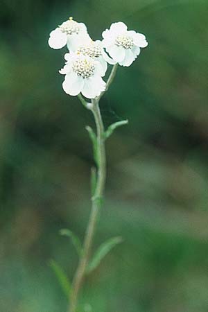 Achillea ptarmica agg. \ Sumpf-Schafgarbe / Sneezewort, IRL County Galway, Lough Corrib 9.8.2005