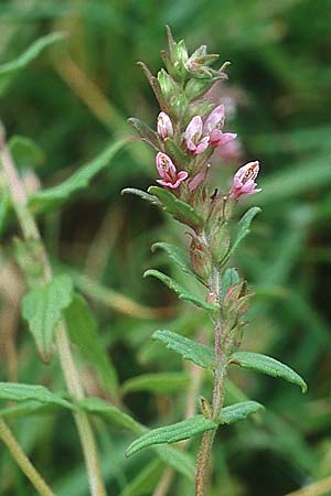 Odontites vulgaris \ Spter Zahntrost, Gewhnlicher Zahntrost / Red Bartsia, IRL Doolin 9.8.2005
