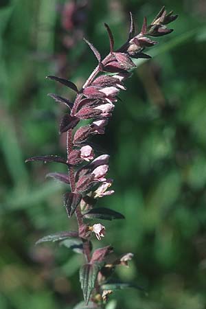 Odontites vulgaris \ Spter Zahntrost, Gewhnlicher Zahntrost / Red Bartsia, IRL Cliffs of Moher 10.8.2005