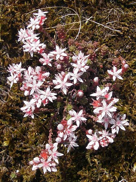 Sedum anglicum \ Englischer Mauerpfeffer / English Stonecrop, IRL Connemara, Roundstone 17.6.2012
