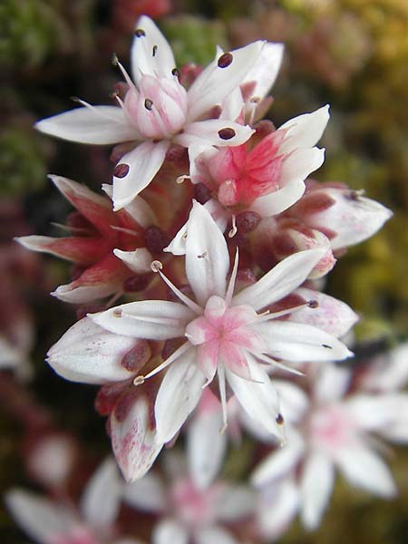 Sedum anglicum \ Englischer Mauerpfeffer / English Stonecrop, IRL Connemara, Roundstone 17.6.2012