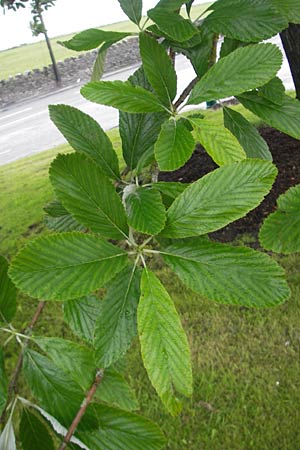 Sorbus hibernica \ Irische Mehlbeere / Irish Whitebeam, IRL Tuam 14.6.2012