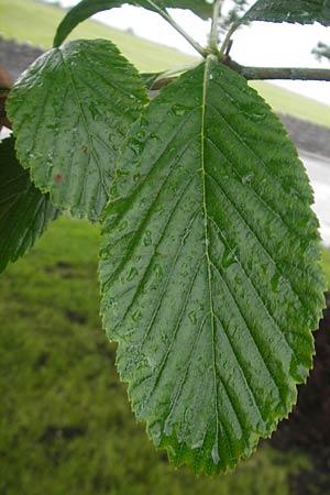 Sorbus hibernica \ Irische Mehlbeere / Irish Whitebeam, IRL Tuam 14.6.2012