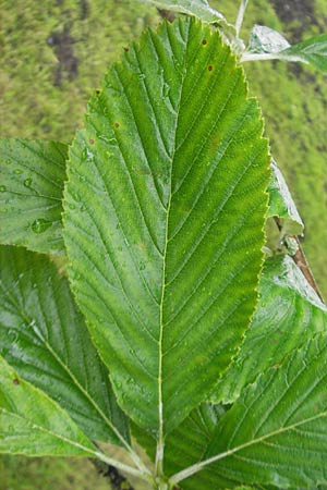 Sorbus hibernica \ Irische Mehlbeere / Irish Whitebeam, IRL Tuam 14.6.2012