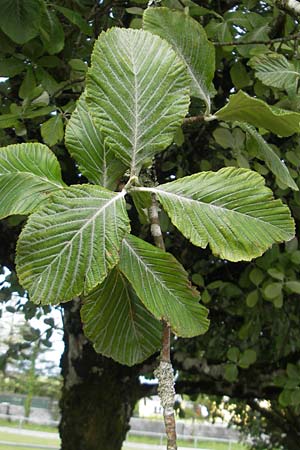 Sorbus hibernica \ Irische Mehlbeere / Irish Whitebeam, IRL Burren, Lisdoonvarna 15.6.2012