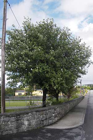 Sorbus hibernica \ Irische Mehlbeere / Irish Whitebeam, IRL Burren, Lisdoonvarna 15.6.2012