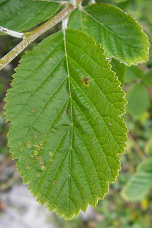 Sorbus hibernica \ Irische Mehlbeere / Irish Whitebeam, IRL Burren, Lough Bunny 15.6.2012