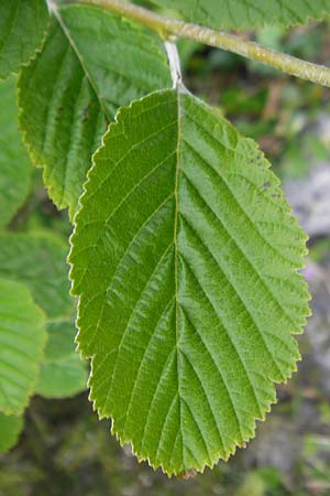 Sorbus hibernica \ Irische Mehlbeere / Irish Whitebeam, IRL Burren, Lough Bunny 15.6.2012