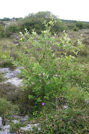 Sorbus hibernica \ Irische Mehlbeere / Irish Whitebeam, IRL Burren, Lough Bunny 15.6.2012