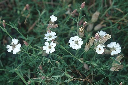 Silene uniflora \ Einbltiges Leimkraut / Sea Campion, IRL Doolin 8.8.2005
