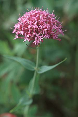 Centranthus ruber subsp. ruber \ Rote Spornblume / Red Valerian, IRL Burren, Fanore 9.8.2005