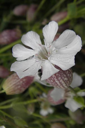 Silene vulgaris subsp. vulgaris \ Gewhnliches Leimkraut, Taubenkropf-Leimkraut / Bladder Campion, IRL Donegal Airport 18.6.2012