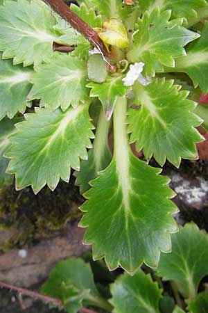 Saxifraga spathularis \ Spateliger Steinbrech / St Patrick's Cabbage, IRL County Kerry, Kells 16.6.2012