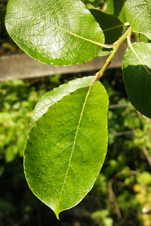 Salix caprea \ Sal-Weide / Goat Willow, IRL County Sligo, Lough Talt 19.6.2012