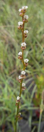 Triglochin palustris \ Sumpf-Dreizack / Marsh Arrowgrass, IRL Connemara, Recess 17.6.2012
