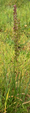 Triglochin maritimum \ Strand-Dreizack / Arrowgrass, IRL County Donegal, Cruit Island 18.6.2012