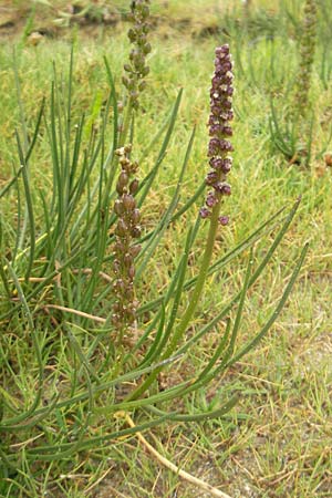 Triglochin maritimum \ Strand-Dreizack / Arrowgrass, IRL County Donegal, Cruit Island 18.6.2012