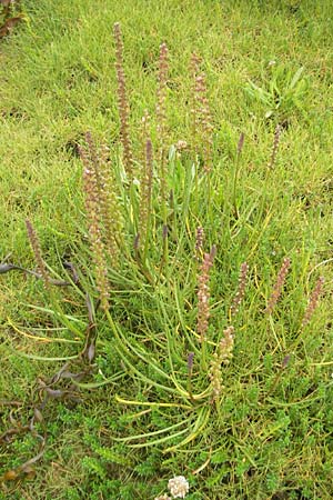 Triglochin maritimum \ Strand-Dreizack / Arrowgrass, IRL County Donegal, Cruit Island 18.6.2012
