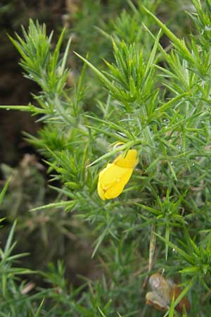 Ulex europaeus \ Europischer Stechginster / Gorse, IRL Burren, Lisdoonvarna 15.6.2012