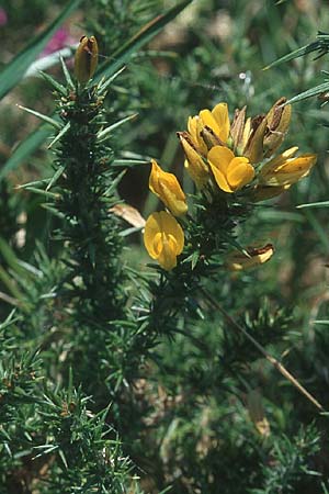 Ulex gallii \ Westlicher Stechginster, IRL County Kerry, Skellig Ring 13.8.2005