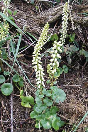 Umbilicus rupestris \ Hngendes Nabelkraut / Navelwort, IRL County Kerry, Glenbeigh 16.6.2012
