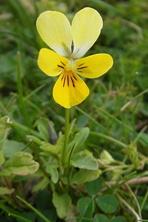Viola tricolor subsp. ammotropha \ Dnen-Stiefmtterchen / Seaside Pansy, Sand Pansy, IRL County Sligo, Mullaghmore 18.6.2012
