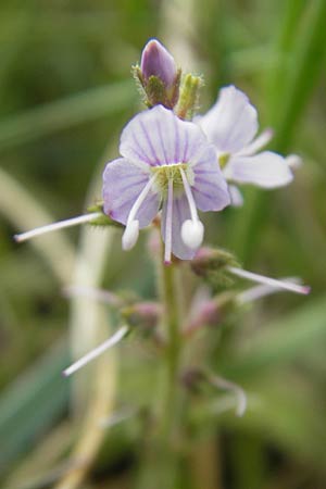 Veronica officinalis \ Echter Ehrenpreis, Wald-Ehrenpreis / Heath Speedwell, IRL Connemara, Recess 17.6.2012
