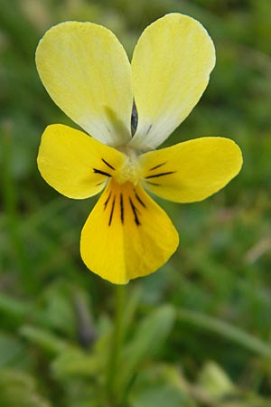 Viola tricolor subsp. ammotropha \ Dnen-Stiefmtterchen / Seaside Pansy, Sand Pansy, IRL County Sligo, Mullaghmore 18.6.2012